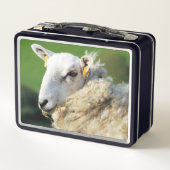 かわいい羊 メタルランチボックス (裏面)
