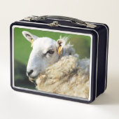 かわいい羊 メタルランチボックス (正面)