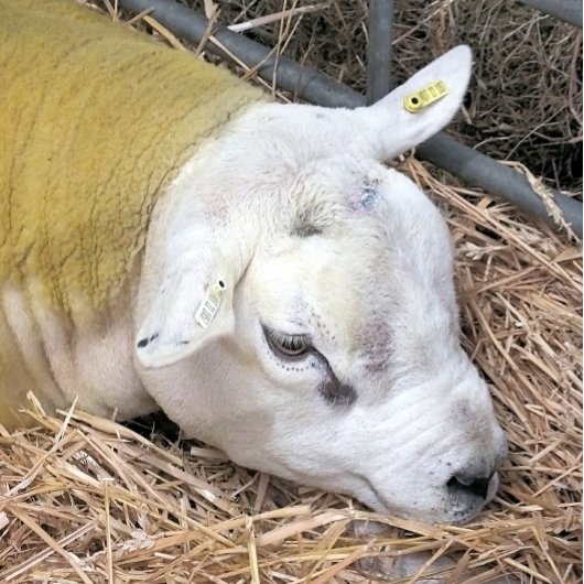 かわいい羊 ラッピングペーパーシート