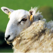 かわいい羊 ラッピングペーパーシート