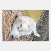 かわいい羊 ラッピングペーパーシート (正面)