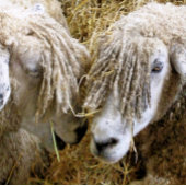 かわいい羊 栓抜き