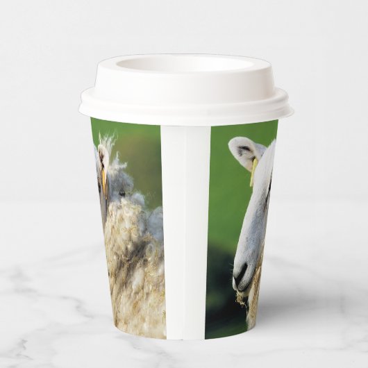 かわいい羊 紙コップ (右)