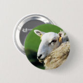 かわいい羊 缶バッジ (正面&裏面)