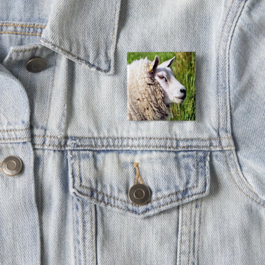 かわいい羊 缶バッジ (インサイチュ)