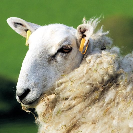 かわいい羊 長方形シール