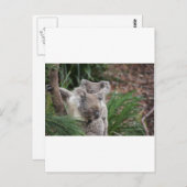 かわいい自然ジャングルツリーサファリコアラ動物クマ ポストカード (正面/裏面)