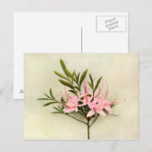 かわいい花 ポストカード (正面/裏面)