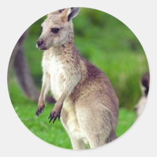 かわいい若いカンガルー ラウンドシール