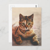かわいい若いタビーキャットキッテン子猫ペット ポストカード (正面/裏面)