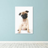 かわいい若いパグ犬 キャンバスプリント (インサイチュ (ウッドフロア))