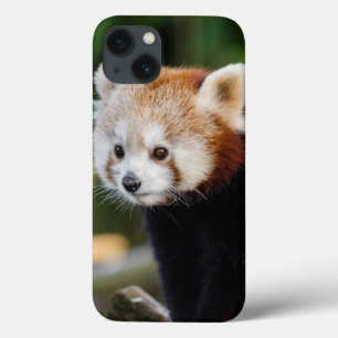 かわいい若いレッサーパンダ iPhone 13ケース
