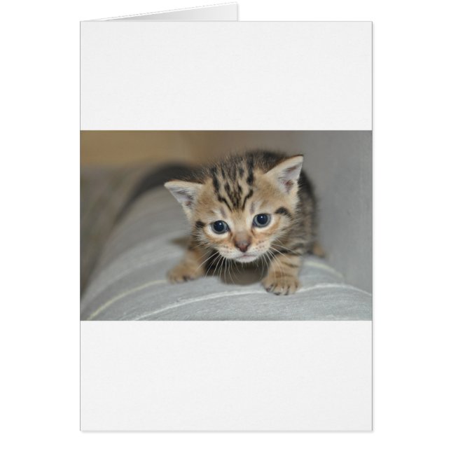 かわいい若い子猫 (正面)