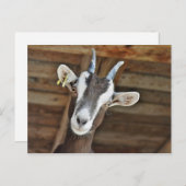 かわいい茶色と白いヤギの写真 ポストカード (正面/裏面)