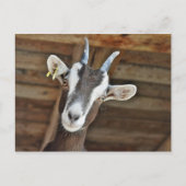 かわいい茶色と白いヤギの写真 ポストカード (正面)