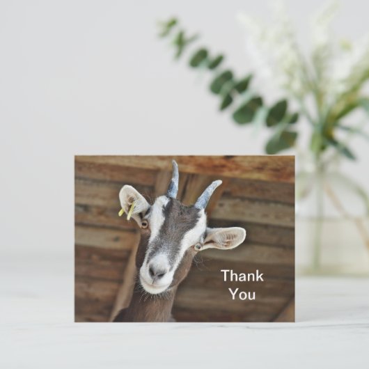 かわいい茶色と白ヤギの写真ありがとう ポストカード (スタンド正面)