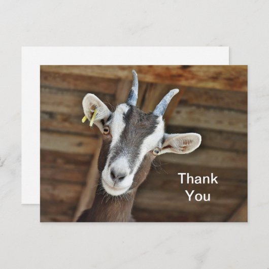 かわいい茶色と白ヤギの写真ありがとう ポストカード (正面/裏面)