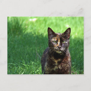 かわいい茶色のべといしェルの猫写真 ポストカード