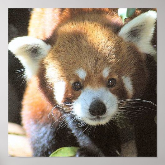 かわいい茶色のクマの写真 ポスター (正面)