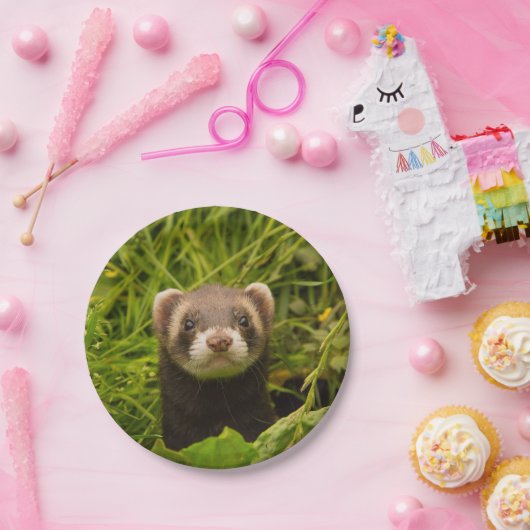 かわいい茶色のフェレットを芝生に ペーパープレート (パーティー)