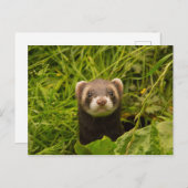 かわいい茶色のフェレットを芝生に ポストカード (正面/裏面)