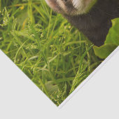 かわいい茶色のフェレットを芝生に 薄葉紙 (詳細)