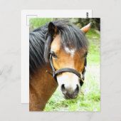 かわいい茶色のポニー ポストカード (正面/裏面)