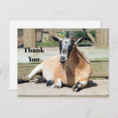 かわいい茶色のヤギの眠る写真ありがとう ポストカード (正面/裏面)