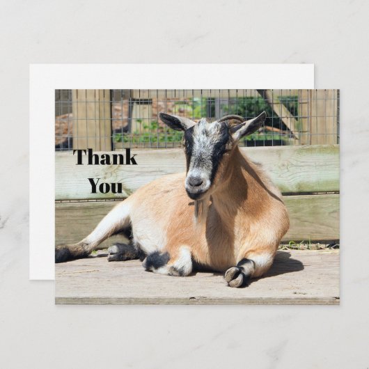 かわいい茶色のヤギの眠る写真ありがとう ポストカード (正面/裏面)