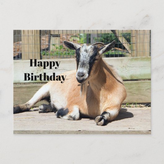 かわいい茶色のヤギの睡眠写真の誕生日 ポストカード (正面)