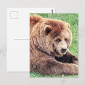 かわいい茶色の熊の写真 ポストカード (正面/裏面)