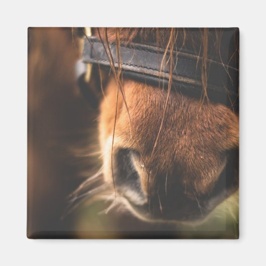 かわいい茶色の馬の鼻のクローズアップ マグネット (正面)