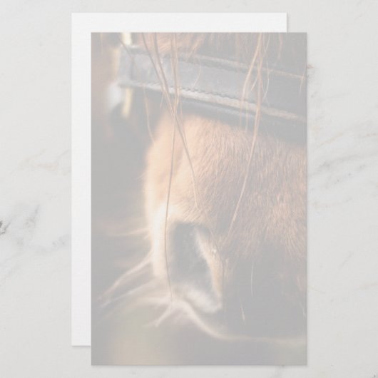 かわいい茶色の馬の鼻のクローズアップ 便箋 (正面/裏面)