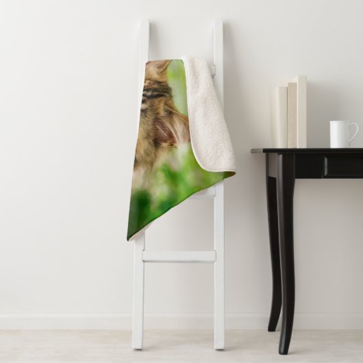 かわいい虎猫メーヌクーンキャットキットフワフワ頭の写真 シェルパブランケット (インサイチュ)