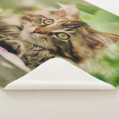 かわいい虎猫メーヌクーンキャットキットフワフワ頭の写真 シェルパブランケット (3/4)