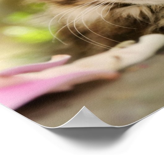 かわいい虎猫メーヌクーンキャットキットフワフワ頭の写真 ポスター (角)