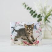 かわいい虎猫子猫ちゃんビックハロー ポストカード (スタンド正面)