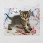 かわいい虎猫子猫ちゃんビックハロー ポストカード (正面)
