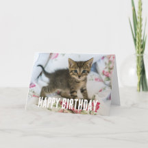 かわいい虎猫子猫ちゃんビックリ