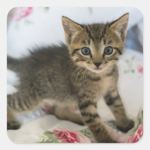 かわいい虎猫子猫ちゃんビックリ スクエアシール