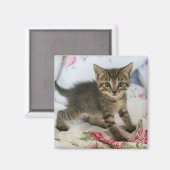 かわいい虎猫子猫ちゃんビックリ マグネット (正面/裏面)