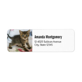 かわいい虎猫子猫ちゃんビックリ ラベル