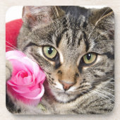 かわいい虎猫猫はとの上がりました コースター (正面)