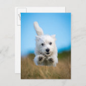 かわいい西ハイランドテリアパピーランニングズ ポストカード (正面/裏面)