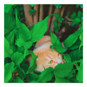 かわいい覗き猫フォトプリント ポスター