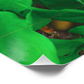 かわいい覗き猫フォトプリント ポスター (コーナー)