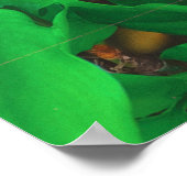 かわいい覗き猫フォトプリント ポスター (角)