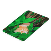 かわいい覗き猫フォトプリント マグネット (左側)