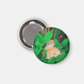 かわいい覗き猫フォトプリント マグネット (正面/裏面)