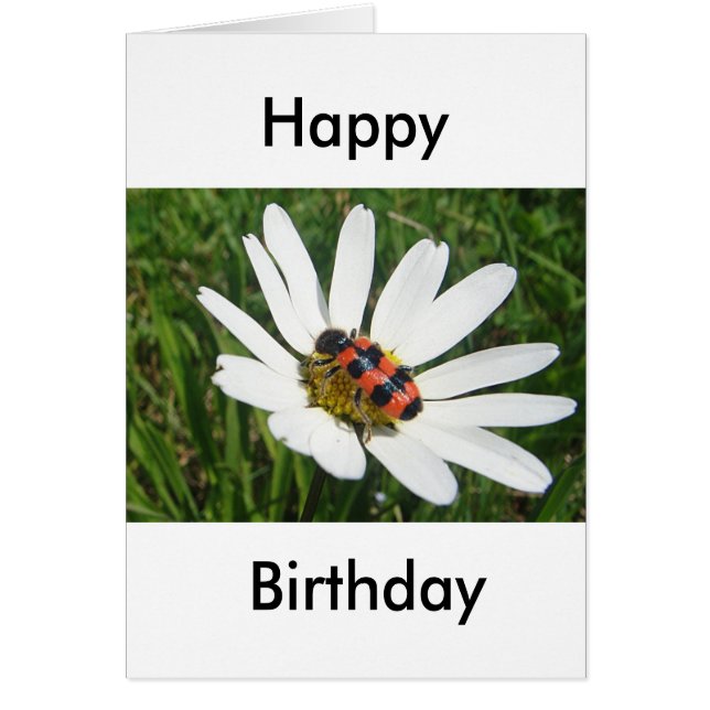 かわいい誕生日のグリーティングカード白い菊 (正面)